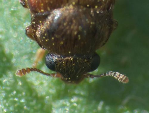 Byturus sp.